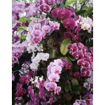 Kamélie s Essencí orchideje