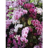 obrázek Kamélie s Essencí orchideje